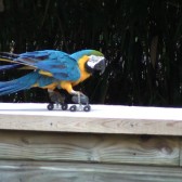 France, macaw (BFF)